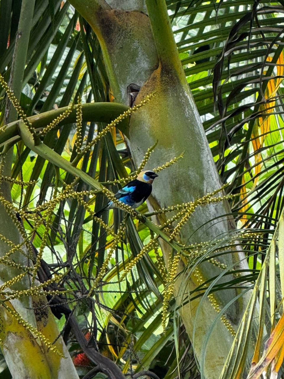 Tangara bird in lush green forest
