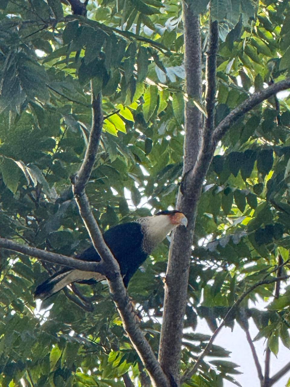 Hawk perched on a tree branch surrounded by lush green leaves