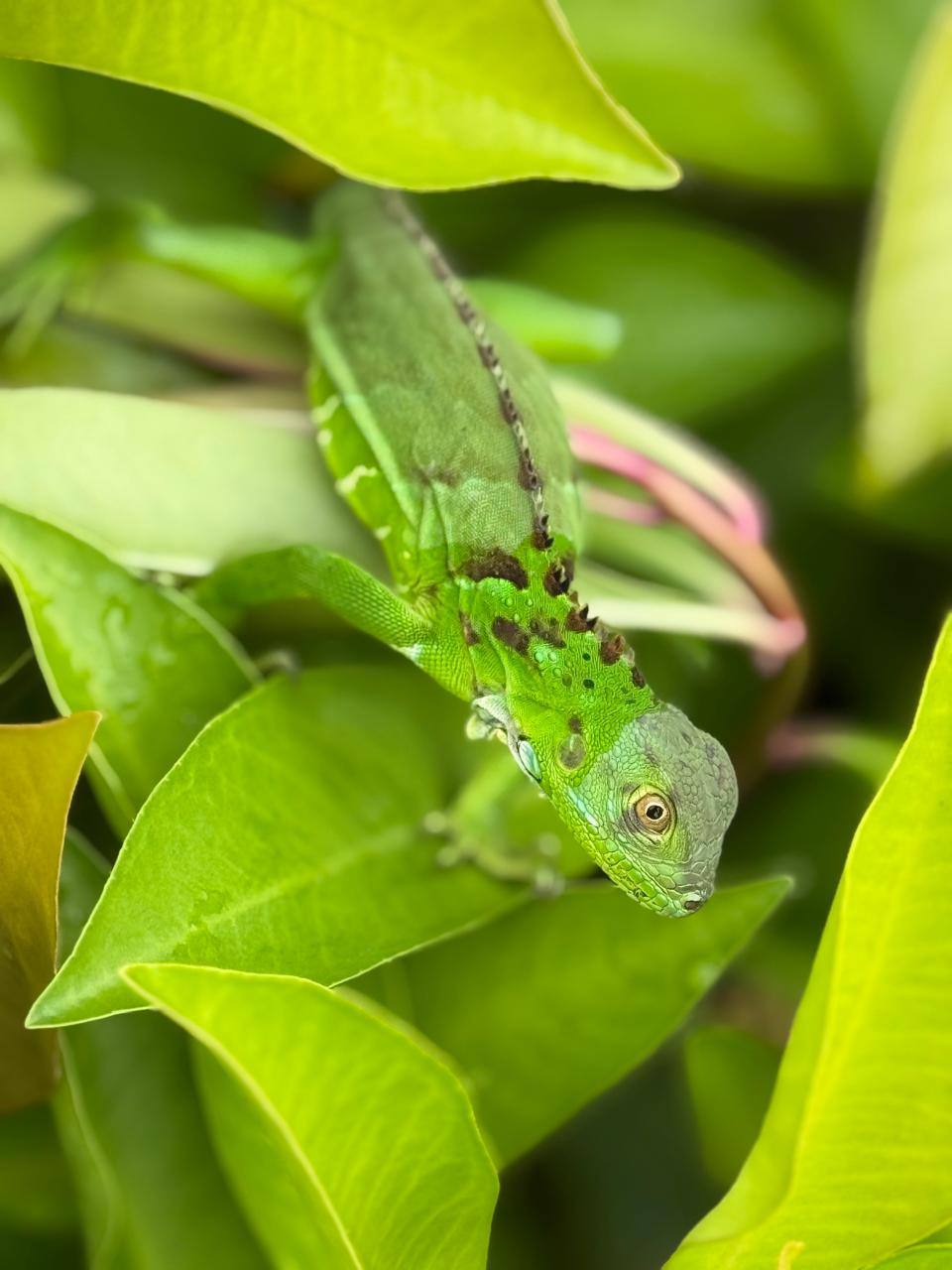 Green Iguana on Leaves