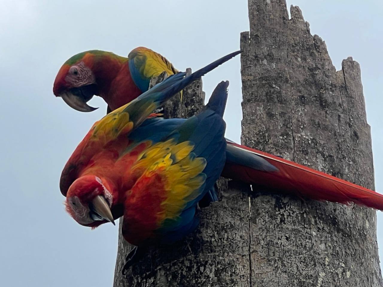 Red Macaws at Villas Evergreen Forest