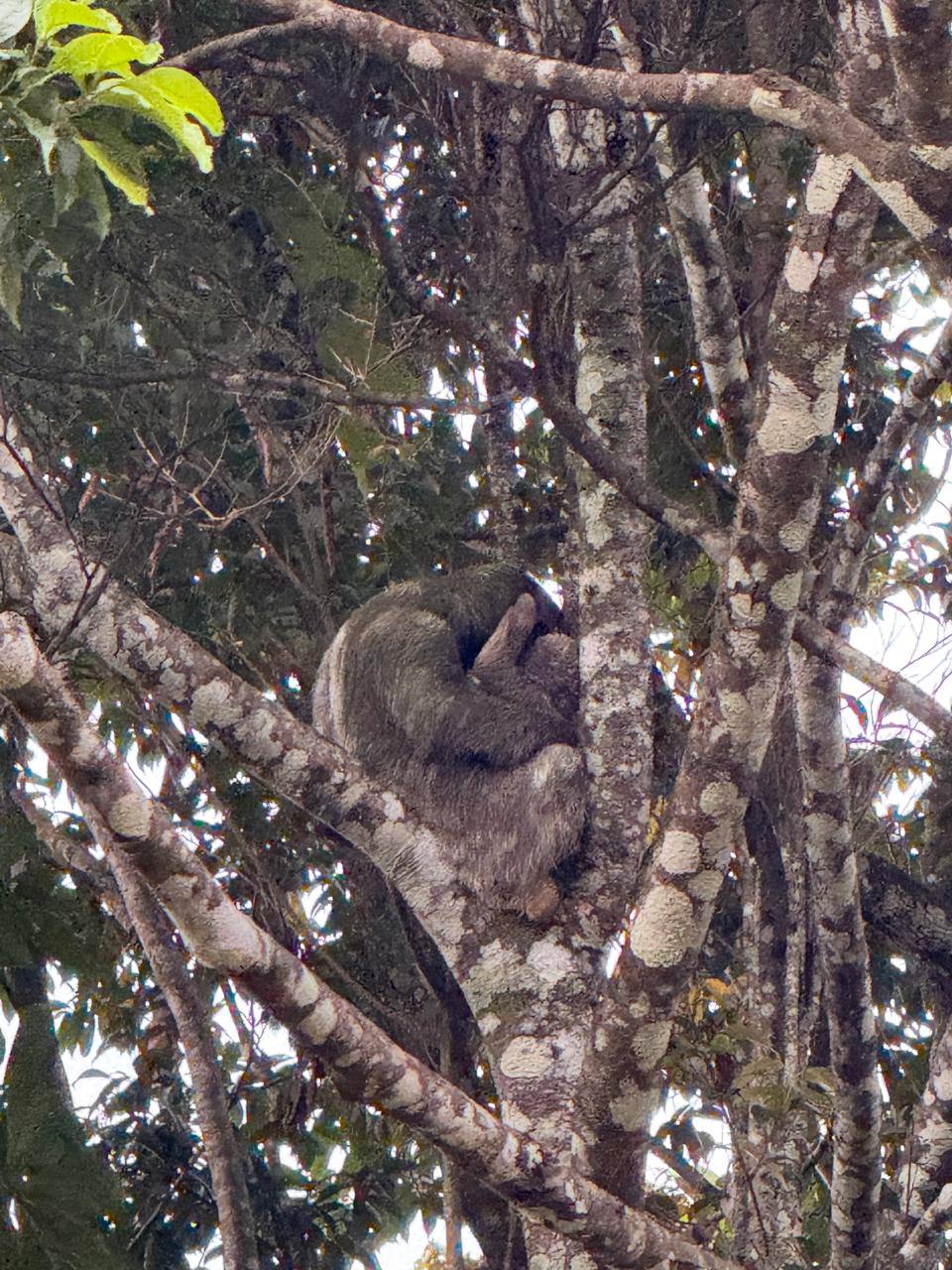 Female Sloth with Baby at Villas Evergreen Forest