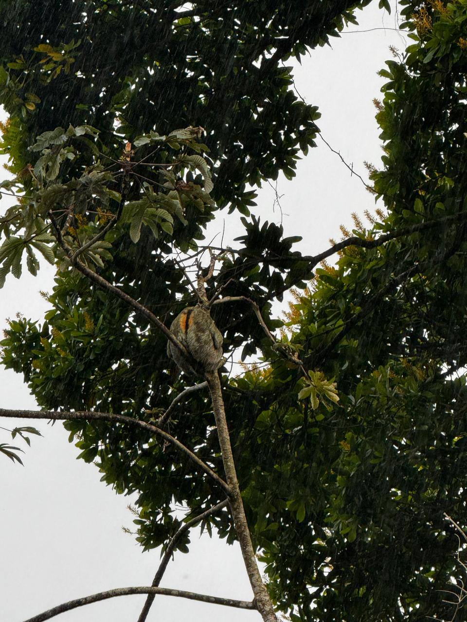 Orange-bellied sloth near Villas Evergreen Forest