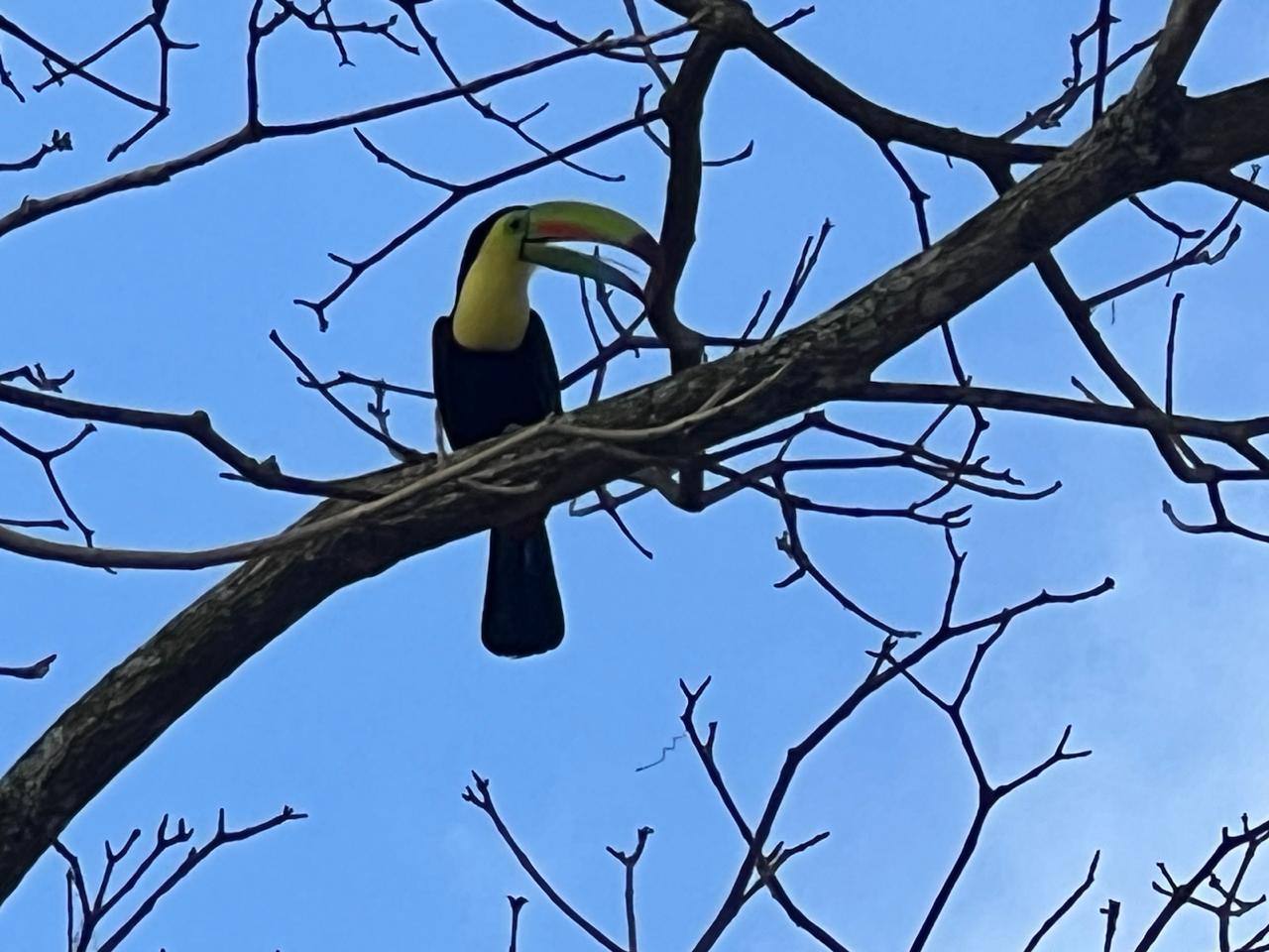 Toucan perched on a branch with vibrant plumage
