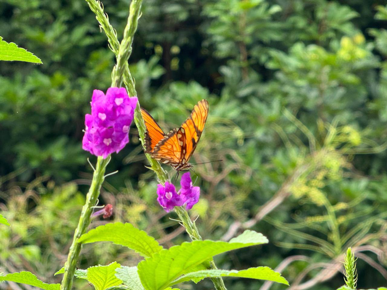 Butterfly on purple flowers surrounded by green leaves
