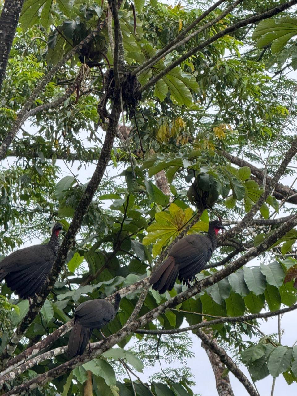Birds in the lush trees at Villas Evergreen Forest