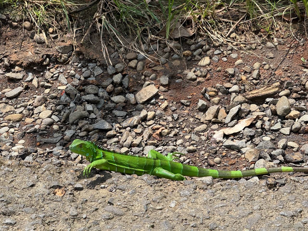 Bright green lizard on stone path at Villas Evergreen Forest
