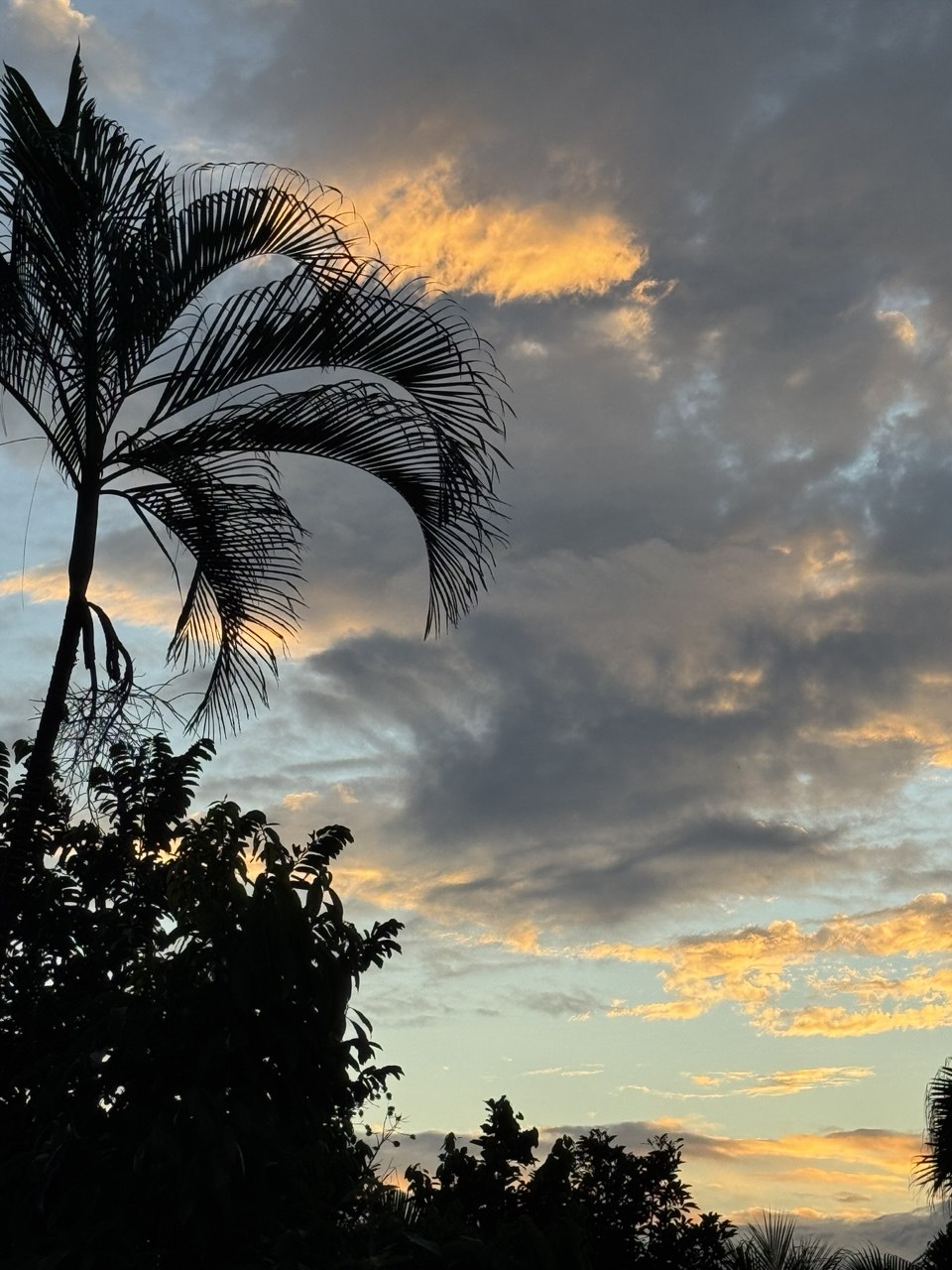 Serene sunrise with a palm tree and colorful clouds