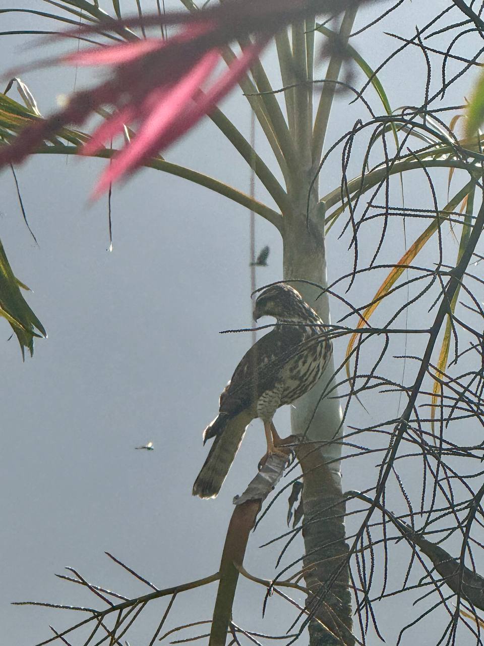 Gavilán perched on a branch surrounded by lush vegetation