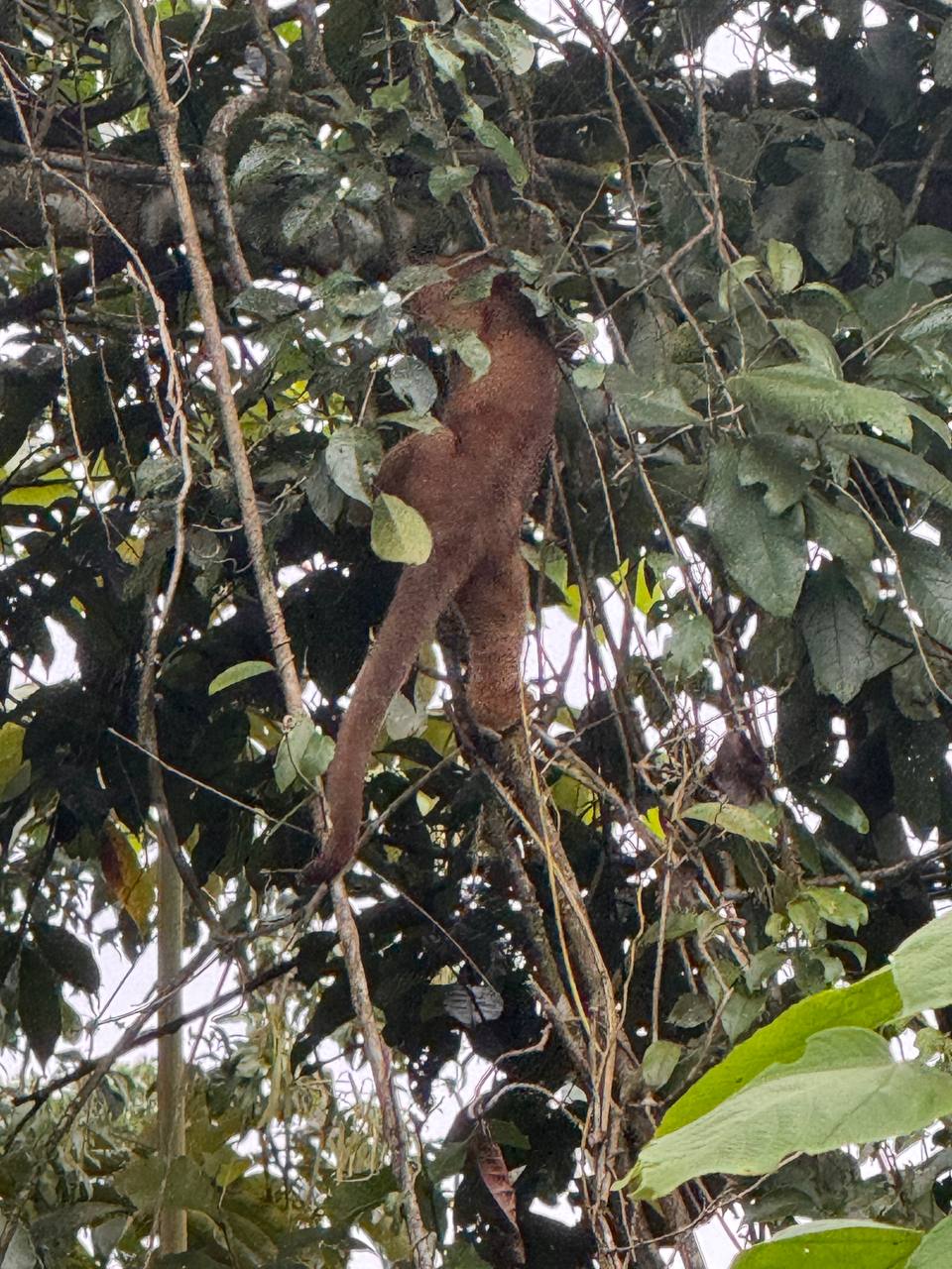 Sloth hanging on a tree branch surrounded by lush green leaves
