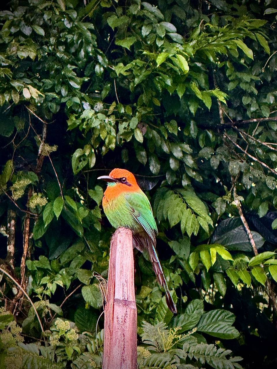 Colorful bird with bright orange head and green body perched on a branch in a tropical forest