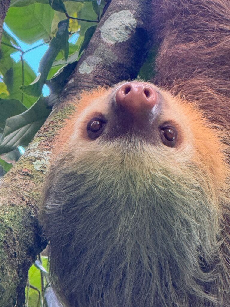 tropical nature surrounding villa in la fortuna costa rica near arenal volcano