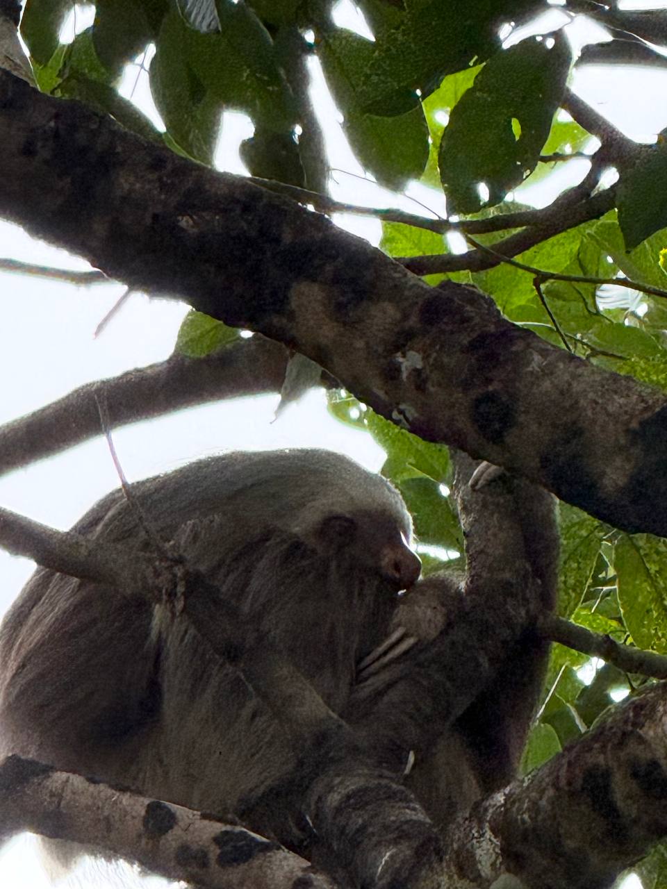 Two-Toed Sloth resting on a tree branch